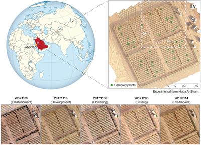 Machine Learning Strategies for the Retrieval of Leaf-Chlorophyll Dynamics: Model Choice, Sequential Versus Retraining Learning, and Hyperspectral Predictors